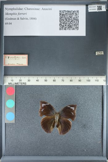 Media type: image;   Entomology 164680